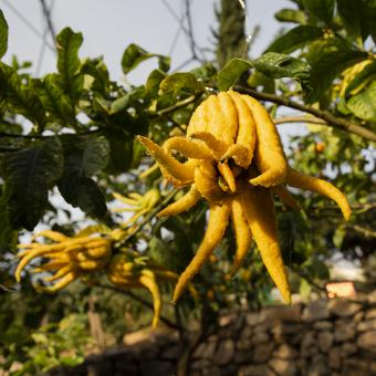 Buddha's hand citrus fruit growing in Citrus Grove